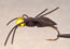 Witlock SpongeSpider - Black