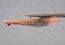 Clouser DP MinnowRed Finned