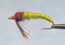 Caddis LarvaGreen