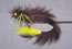Whitlock Hare JigBlack/Chart 