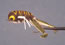 Whitlock Wiggle-LegsFrog 