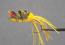 Stewart Dancing FrogGreen/Yellow