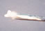 Rabbit Strip DiverWhite 