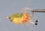 Borski CrabBonefish Critter