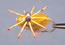 Turneffe CrabMathews Olive