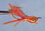 Bonefish BitterAmber 