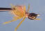 Bonefish BitterOlive 