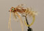 Whitlock ScorpionRootbeer 