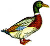 Duck Plumage - Fly Tie