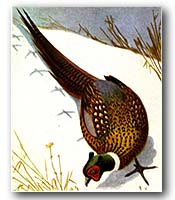 Pheasant Plumage - Fly Tie