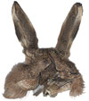 Hares Mask with Ears