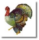 Turkey Plumage - Fly Tie